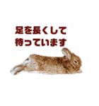 うさぎのもこ(受験バージョン)（個別スタンプ：22）