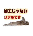 うさぎのもこ(受験バージョン)（個別スタンプ：24）