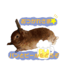 うさぎのもこ(受験バージョン)（個別スタンプ：25）