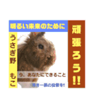 うさぎのもこ(受験バージョン)（個別スタンプ：26）