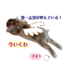うさぎのもこ(受験バージョン)（個別スタンプ：32）