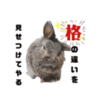 うさぎのもこ(受験バージョン)（個別スタンプ：33）