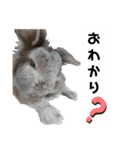 うさぎのもこ(受験バージョン)（個別スタンプ：36）