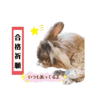 うさぎのもこ(受験バージョン)（個別スタンプ：38）