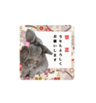 うさぎのもこ(受験バージョン)（個別スタンプ：40）