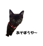 黒猫きゅんです。（個別スタンプ：2）