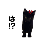 黒猫きゅんです。（個別スタンプ：3）