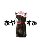 黒猫きゅんです。（個別スタンプ：4）