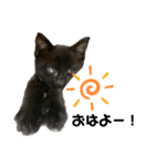 黒猫きゅんです。（個別スタンプ：5）
