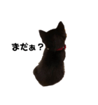黒猫きゅんです。（個別スタンプ：6）