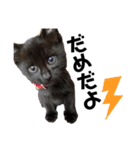 黒猫きゅんです。（個別スタンプ：7）