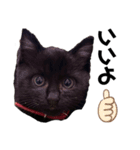 黒猫きゅんです。（個別スタンプ：8）