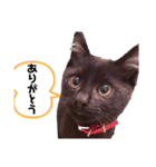 黒猫きゅんです。（個別スタンプ：9）