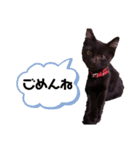 黒猫きゅんです。（個別スタンプ：10）