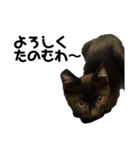 黒猫きゅんです。（個別スタンプ：11）