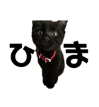 黒猫きゅんです。（個別スタンプ：12）