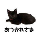 黒猫きゅんです。（個別スタンプ：13）