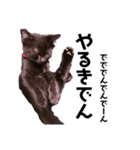黒猫きゅんです。（個別スタンプ：14）
