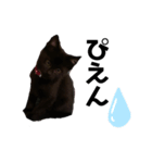 黒猫きゅんです。（個別スタンプ：15）