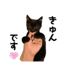 黒猫きゅんです。（個別スタンプ：16）