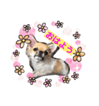 cute dogs。（個別スタンプ：1）