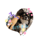 cute dogs。（個別スタンプ：2）