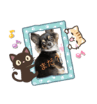 cute dogs。（個別スタンプ：3）