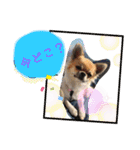 cute dogs。（個別スタンプ：4）