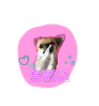 cute dogs。（個別スタンプ：6）