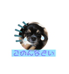 cute dogs。（個別スタンプ：7）