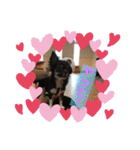 cute dogs。（個別スタンプ：12）
