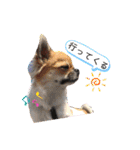 cute dogs。（個別スタンプ：13）