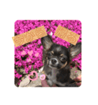 cute dogs。（個別スタンプ：14）
