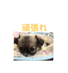 cute dogs。（個別スタンプ：15）