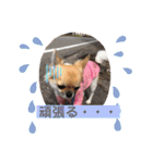 cute dogs。（個別スタンプ：16）
