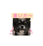 cute dogs。（個別スタンプ：18）