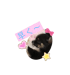 cute dogs。（個別スタンプ：20）
