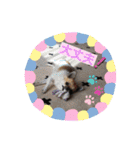 cute dogs。（個別スタンプ：22）