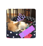 cute dogs。（個別スタンプ：25）