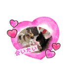 cute dogs。（個別スタンプ：27）