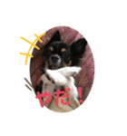cute dogs。（個別スタンプ：28）