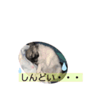 cute dogs。（個別スタンプ：29）