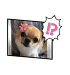 cute dogs。（個別スタンプ：30）