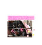 cute dogs。（個別スタンプ：32）