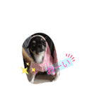 cute dogs。（個別スタンプ：33）
