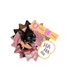 cute dogs。（個別スタンプ：34）