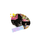 cute dogs。（個別スタンプ：36）