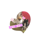 cute dogs。（個別スタンプ：37）