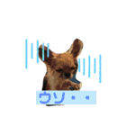 cute dogs。（個別スタンプ：38）