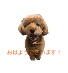 うちのこむさん②（個別スタンプ：3）